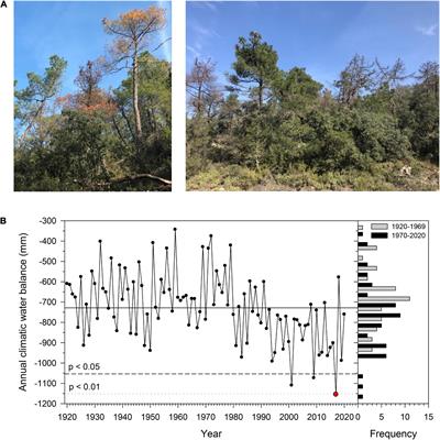 Modeling Climate Impacts on Tree Growth to Assess Tree Vulnerability to Drought During Forest Dieback